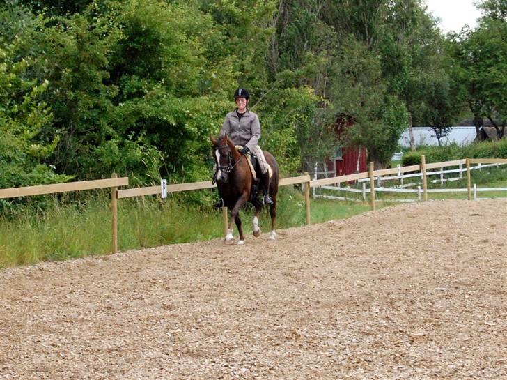 Anden særlig race SILKE - Silke og jeg i trav, 2. gang efter folingen 27/6.   - foto: maria. billede 10