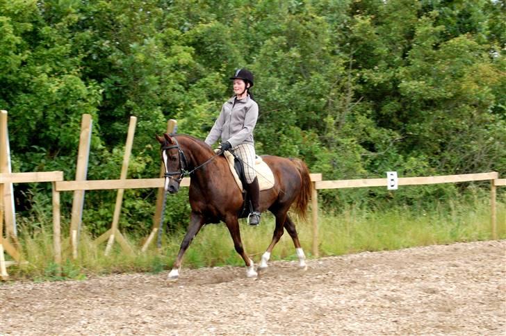 Anden særlig race SILKE - Silke og jeg i trav, 2. gang efter folingen 27/6.   - foto: maria. billede 11