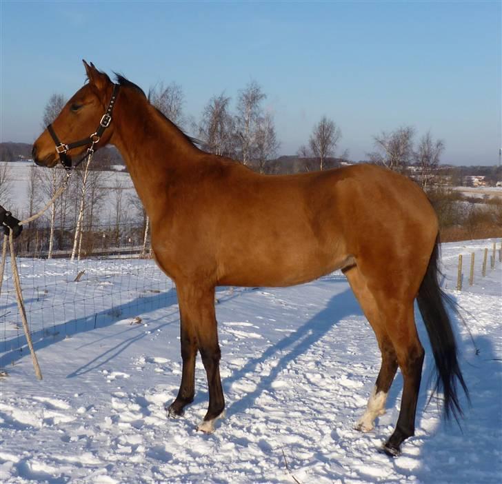 Akhal-Tekiner Adygheya ozal - Januar 2010 billede 20