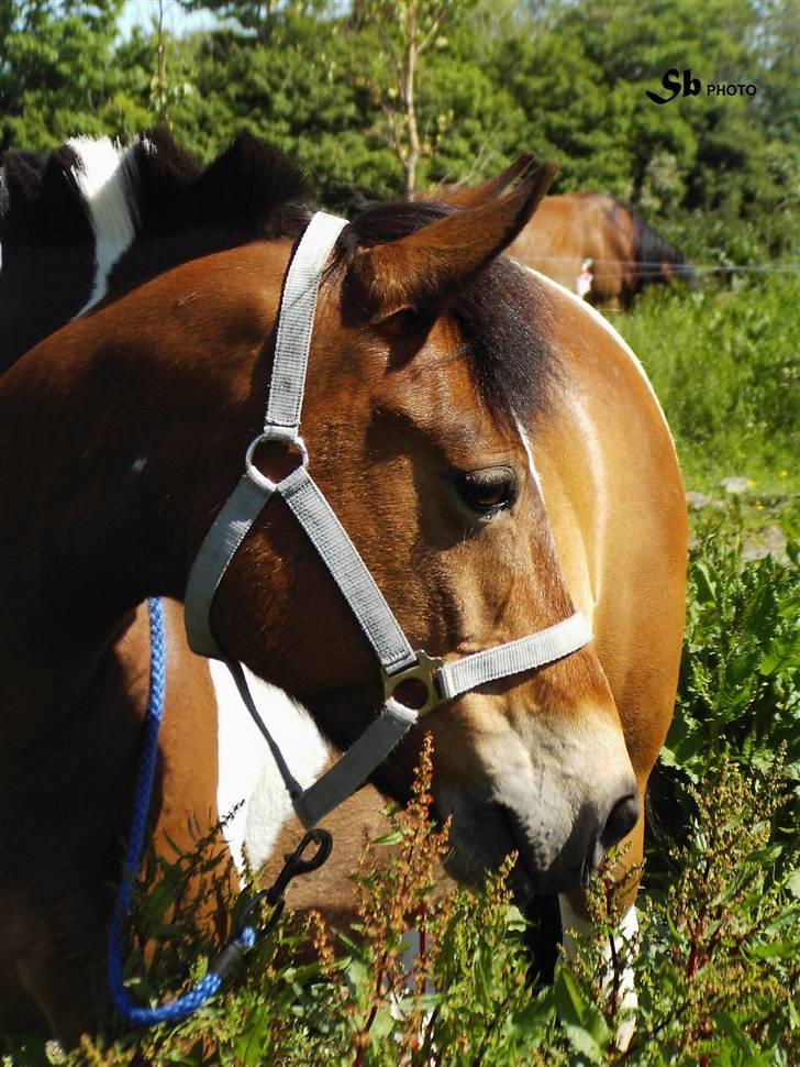 Pinto Josie billede 1