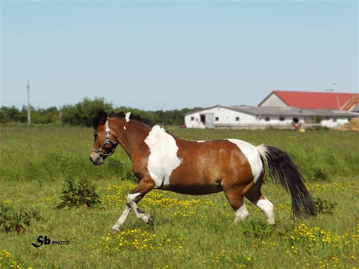 Pinto Josie - er hun ikke dejlig? :D billede 2