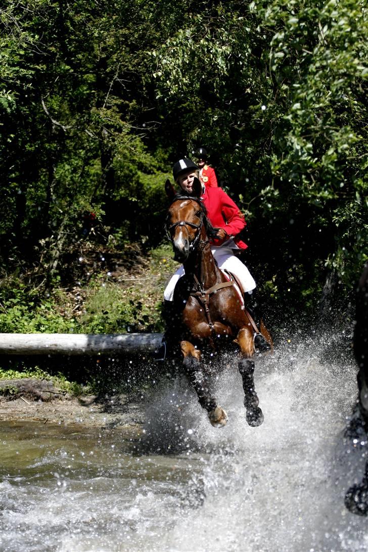 Anden særlig race Nightmare Macohl *RIP* - Jagt i salten langsø med jydsk 2009 billede 2