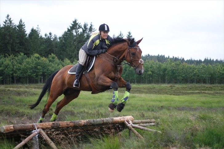 Anden særlig race Nightmare Macohl *RIP* billede 3