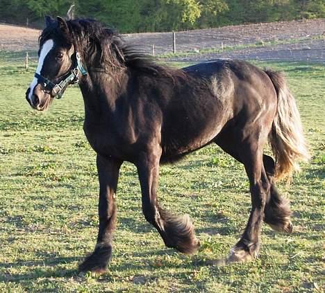 Irish Cob Cecilie van Hippolacta  billede 8