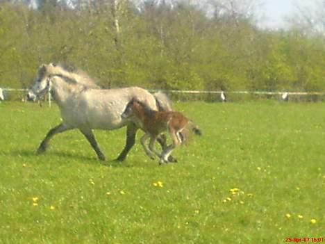 Islænder Hiti frá Kallehaugegaard - Løøbe <33 (jeg beklager kvaliteten!) billede 1
