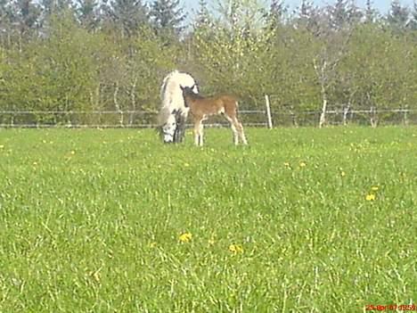 Islænder Hiti frá Kallehaugegaard - Lille Hiti, kun få timer gammel :) (jeg beklager kvaliteten!) billede 3