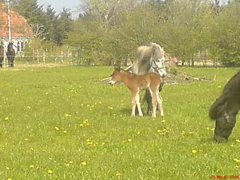 Islænder Hiti frá Kallehaugegaard billede 4