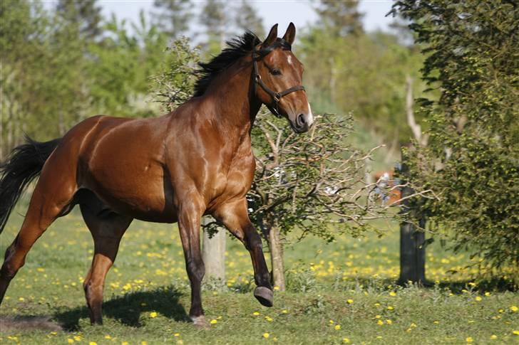 Anden særlig race Nightmare Macohl *RIP* - På marken derhjemme billede 6