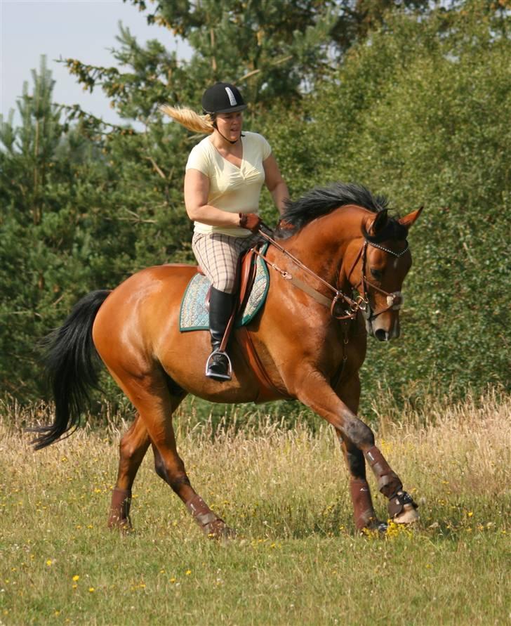 Anden særlig race Nightmare Macohl *RIP* - Terræn træning Langå 2008 billede 7