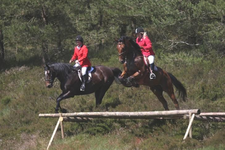 Anden særlig race Nightmare Macohl *RIP* - Jagt i salten langsø med jydsk, ligkisten 2009 billede 8