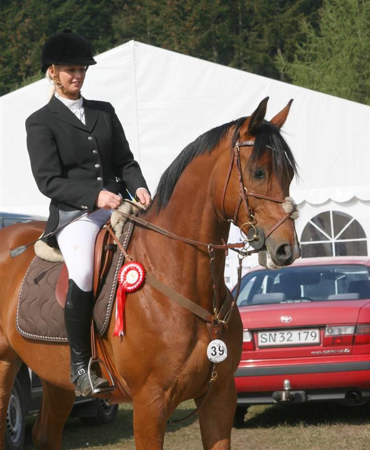 Anden særlig race Nightmare Macohl *RIP* - mors 2008 billede 9