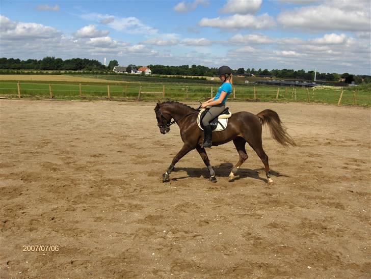 Hollandsk Sportspony Hotse  - Travøgning.. ;b billede 11