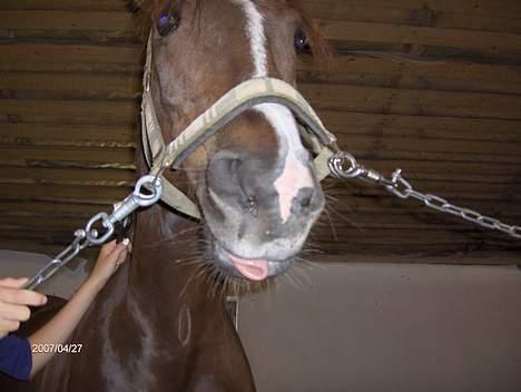 Hollandsk Sportspony Hotse  - Hotse sutter på sin tunge.. xD billede 12