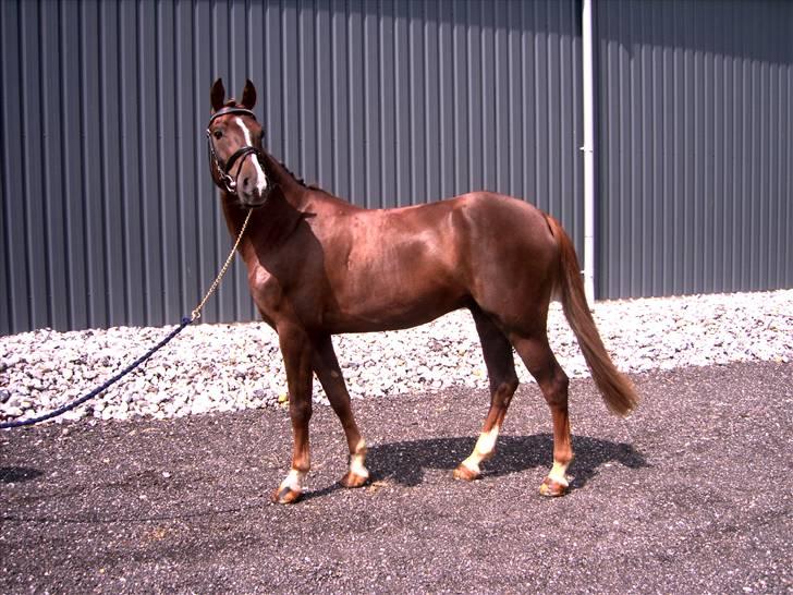 Hollandsk Sportspony Hotse  - Hotse som model.. ;b billede 13