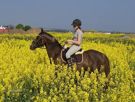 Hollandsk Sportspony Hotse  - Rapsmark... billede 14