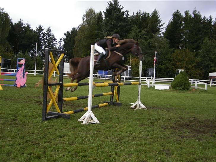 Hollandsk Sportspony Hotse  - LA I Silkeborg billede 15