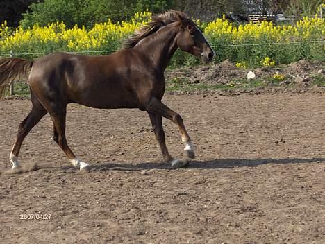 Hollandsk Sportspony Hotse  - Får sig lige en galoptur på folden..! billede 16