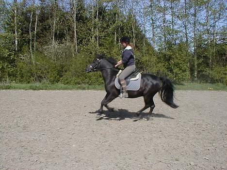 Anden særlig race Anastasia - En frisk gallop. d. 30/4-07 Havde mega ondt i ryggen, var faldet af en hest der løb løbsk. Derfor sidder jeg ikke ned, da det gjorde så ondt. billede 19