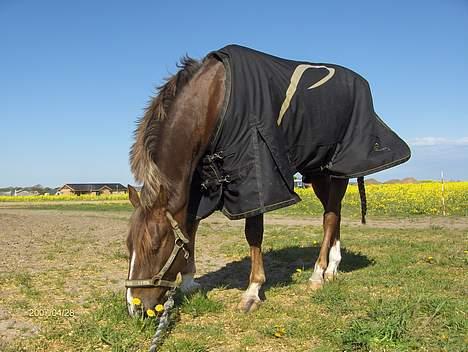 Hollandsk Sportspony Hotse  - GRÆS.!! billede 17