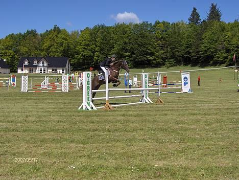 Hollandsk Sportspony Hotse  - Morsø 2007 LB ;b billede 18