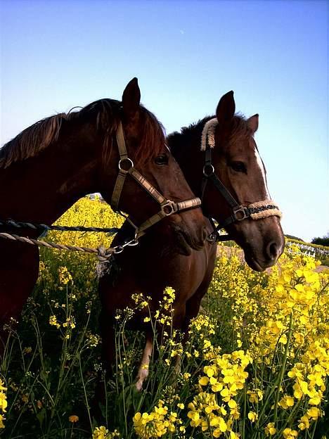 Hollandsk Sportspony Hotse  - Siger hej til Babe.. :o billede 19