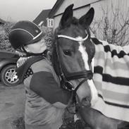 New Forest Kabrits Elisia (Elsa)