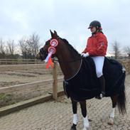 New Forest Kabrits Elisia (Elsa)