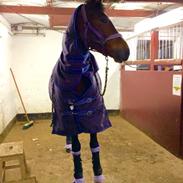 New Forest Kabrits Elisia (Elsa)