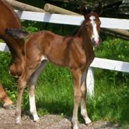 New Forest Kabrits Elisia (Elsa)