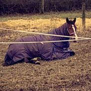 New Forest Kabrits Elisia (Elsa)