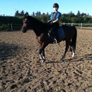 Anden særlig race Rambo (Rabauke)