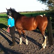 Anden særlig race Rambo (Rabauke)