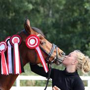 Anden særlig race Prins Obelix ( tideliger hest )