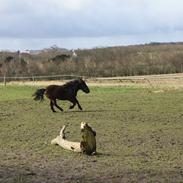 Anden særlig race Lotte