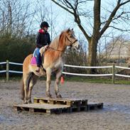 Haflinger Nissan 