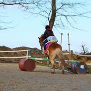 Haflinger Nissan 