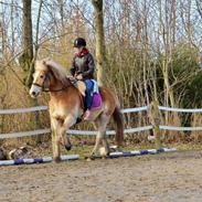 Haflinger Nissan 