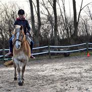 Haflinger Nissan 