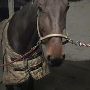 Traver Absolut Simoni