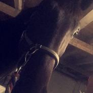 Traver Absolut Simoni