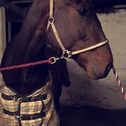 Traver Absolut Simoni