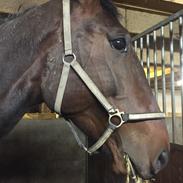 Traver Absolut Simoni