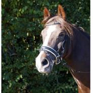 Welsh Cob (sec D) Mister Hougård - Himmelhest <3