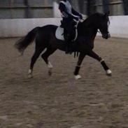 Welsh Cob (sec D) Mister Hougård - Himmelhest <3