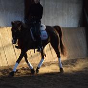 Anden særlig race Dreaming Harmonie 