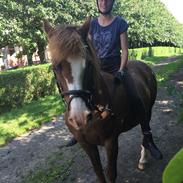 New Forest Kastanjegårdens fromage