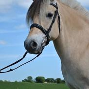 Fjordhest Kiels eau de vie