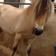 Fjordhest Kiels eau de vie