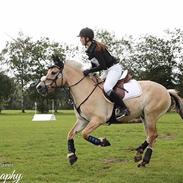 Fjordhest Halskovs ask