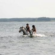 Pura Raza Española Libertad XLIII